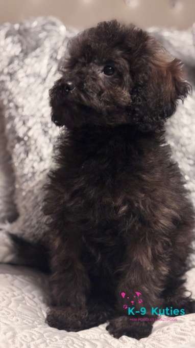 Poodle/Cocker Spaniel mix 