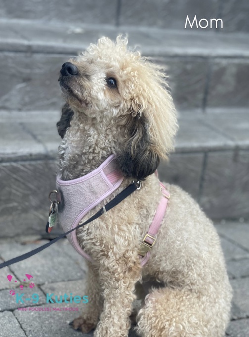 Cockapoo