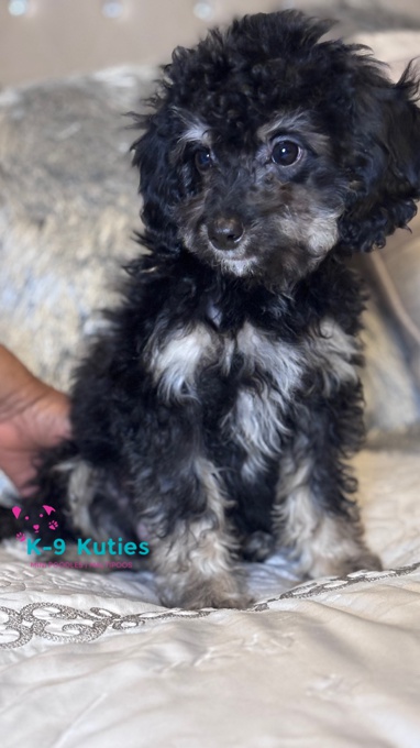 Poodle and Cocker Spaniel Mix