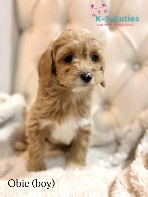 Maltipoo 