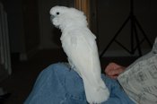 cockatoo