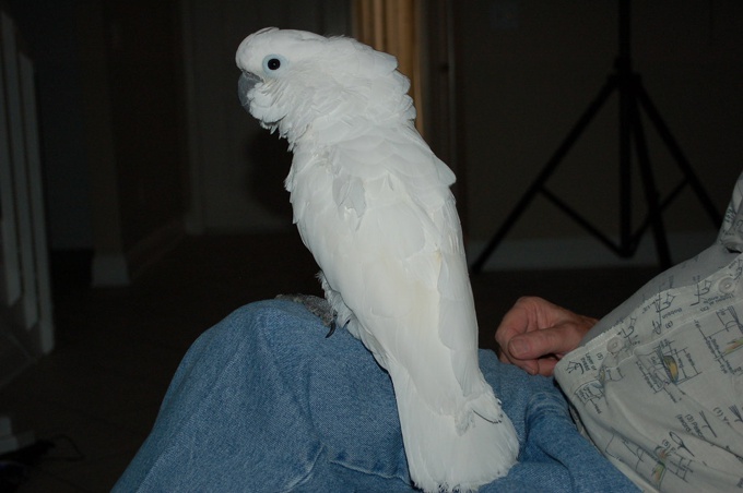 cockatoo