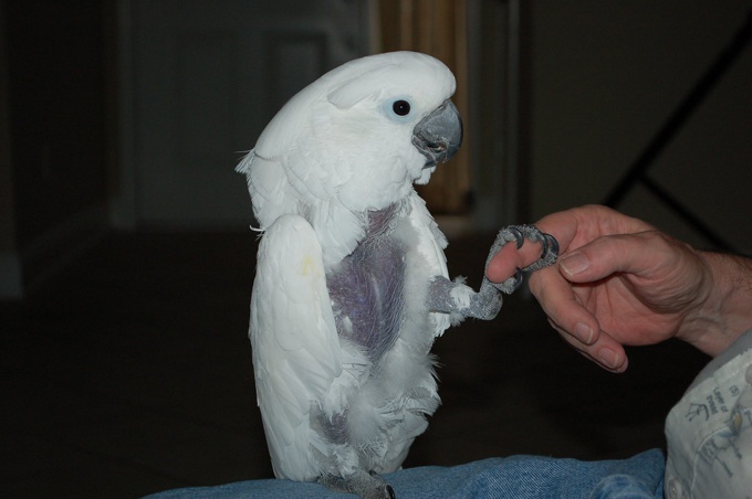 cockatoo