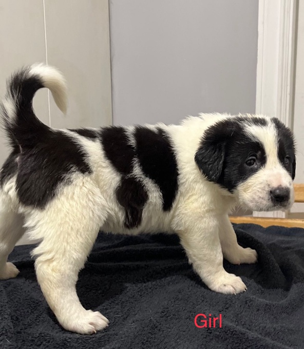 central asian shepherd