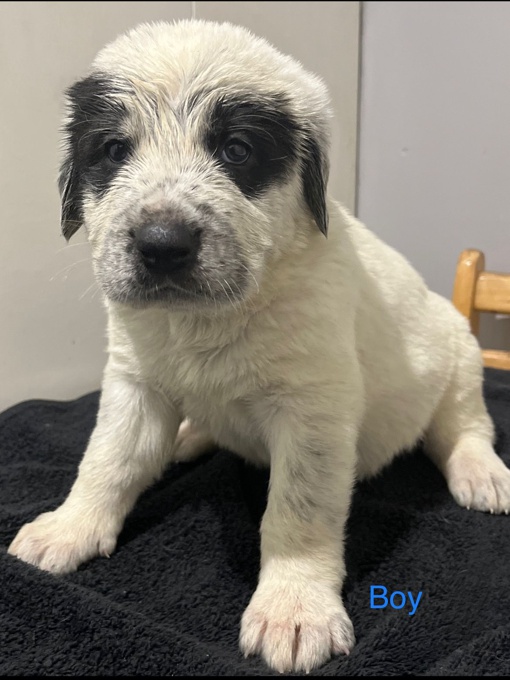 central asian shepherd