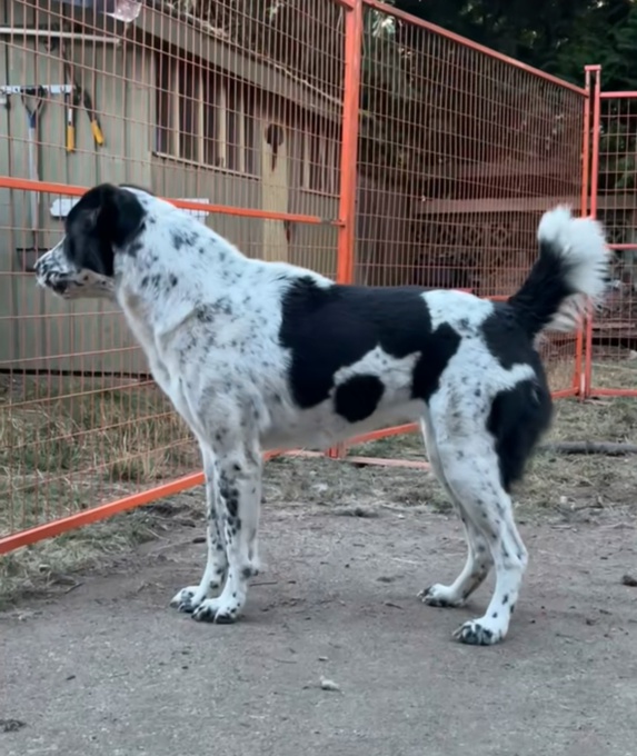 central asian shepherd