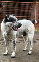 central asian shepherd