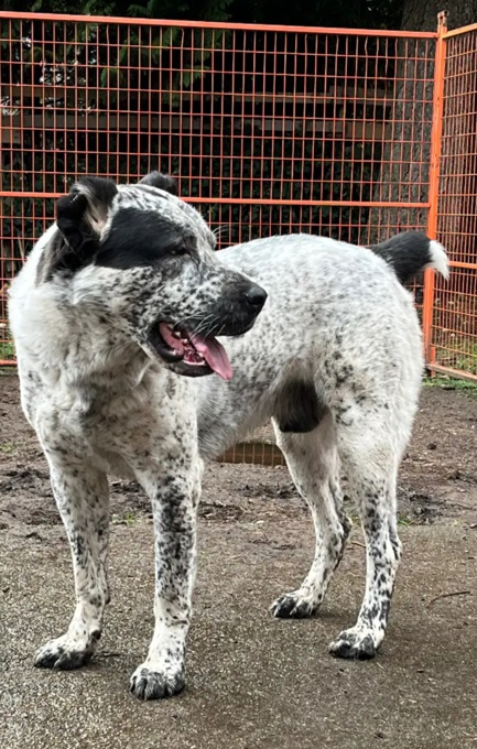 central asian shepherd