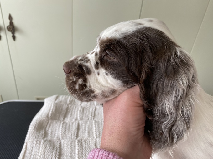 English Springer Spaniel