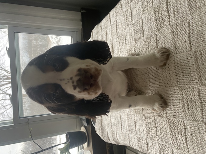 English Springer Spaniel