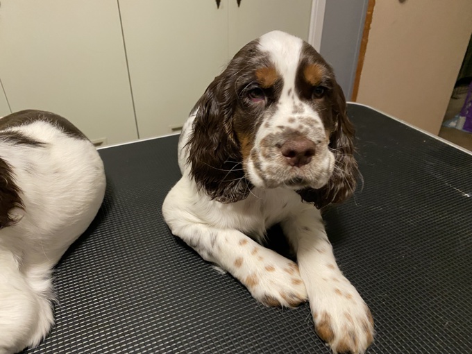 English Springer Spaniel