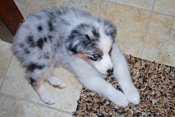 Australian Shepherd
