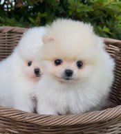 Pomeranian
