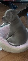 American bully