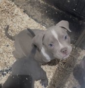 American bully