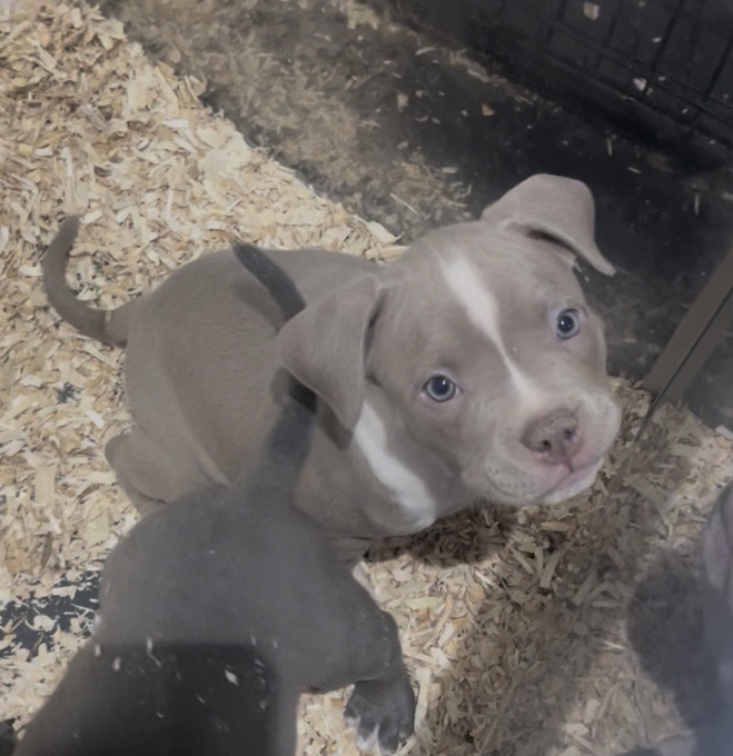 American bully