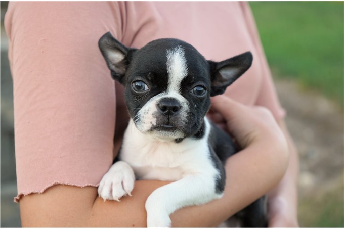 Boston Terrier