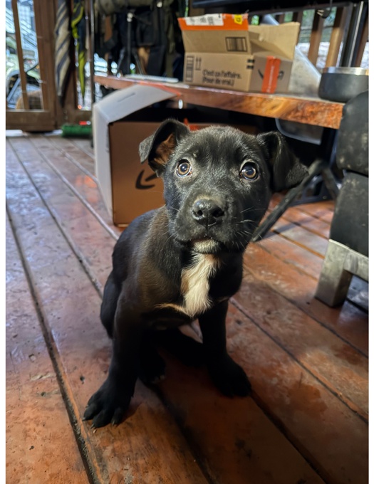 German Shepard/Pitbull