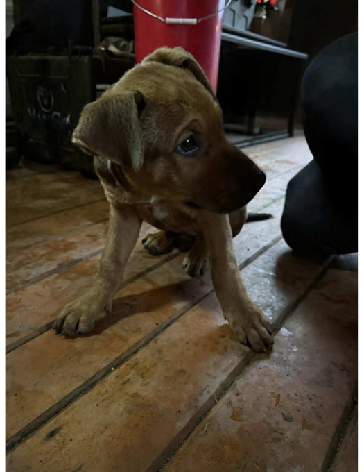 German Shepard/Pitbull