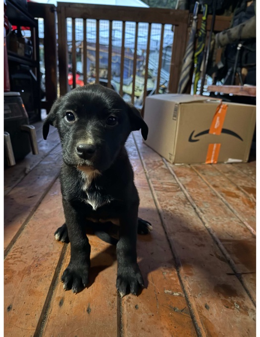 German Shepard/Pitbull