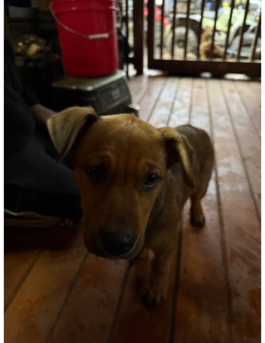 German Shepard/Pitbull