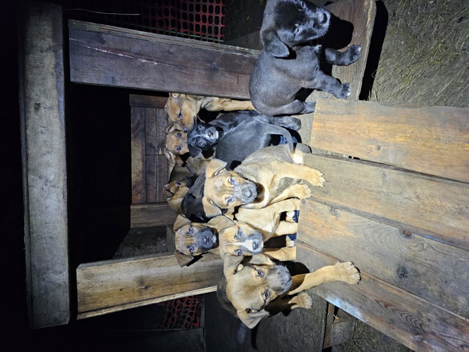 German Shepard/Pitbull