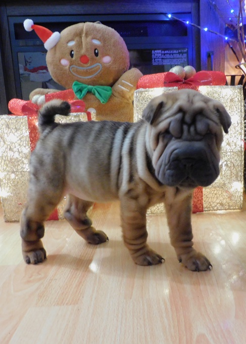 Chinese Shar - Pei Puppies
