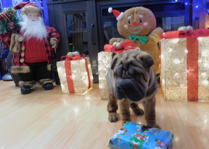 Chinese Shar - Pei Puppies