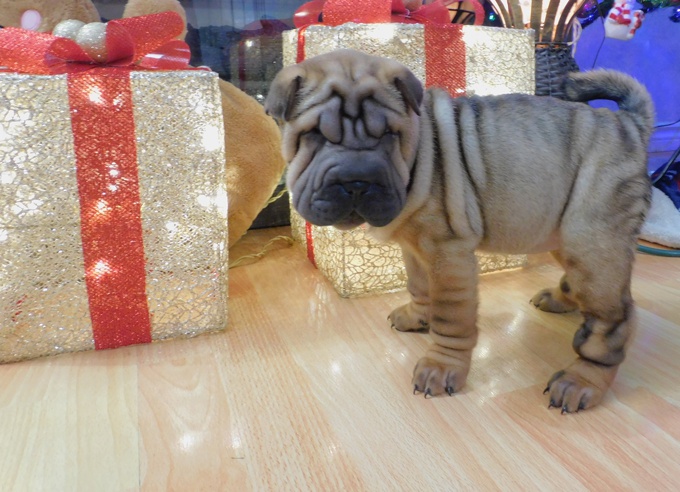 Chinese Shar - Pei Puppies