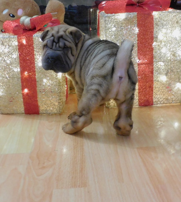 Chinese Shar - Pei Puppies