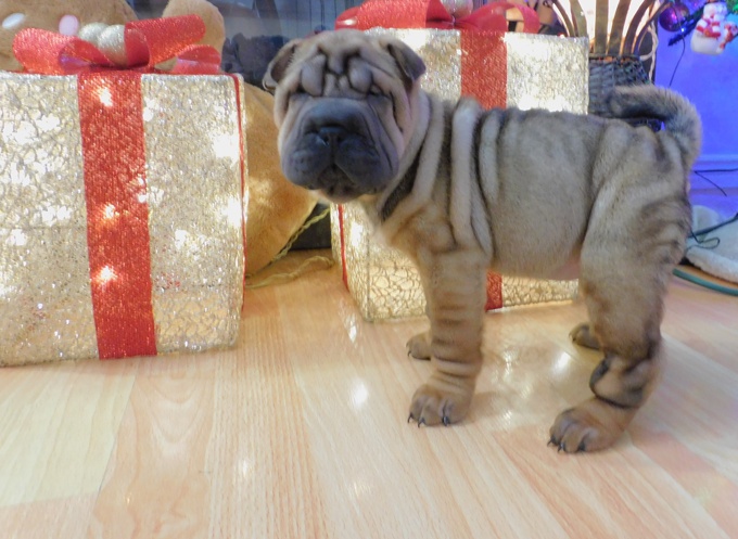 Chinese Shar - Pei Puppies
