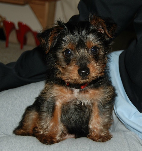 Yorkie