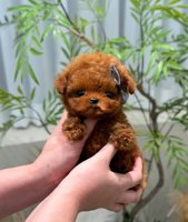 Toy poodle