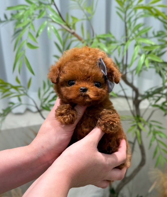 Toy poodle