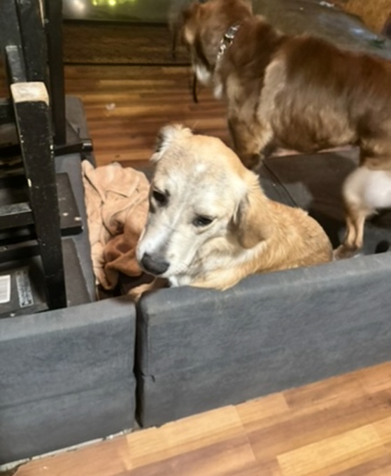 German Shepherd/Border Collie/Retriever Mix