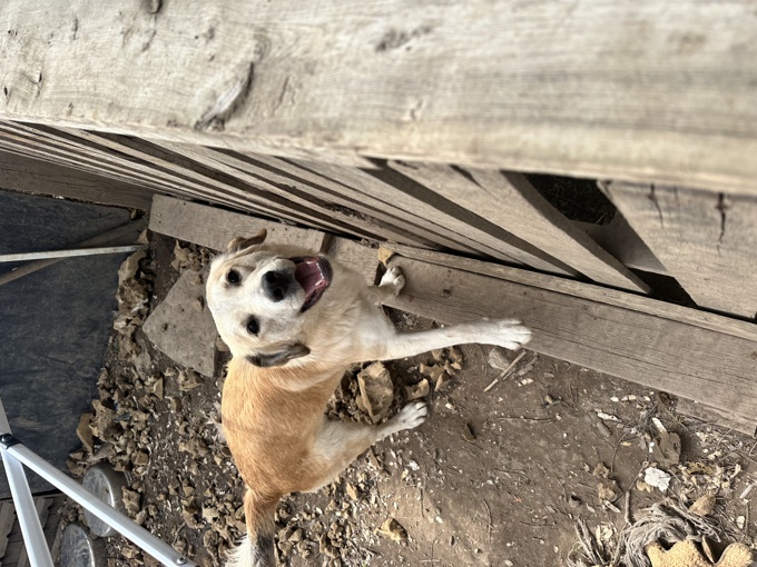 German Shepherd/Border Collie/Retriever Mix
