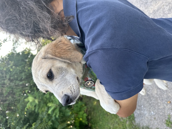 German Shepherd/Border Collie/Retriever Mix