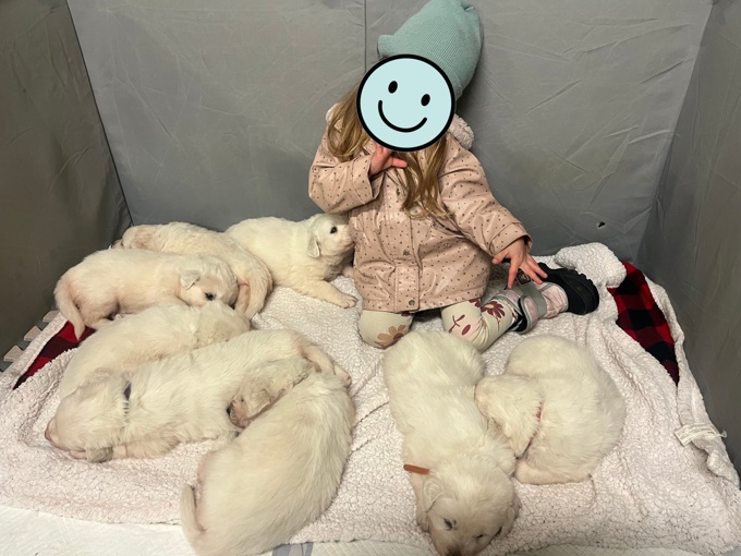 Great Pyrenees / Maremma