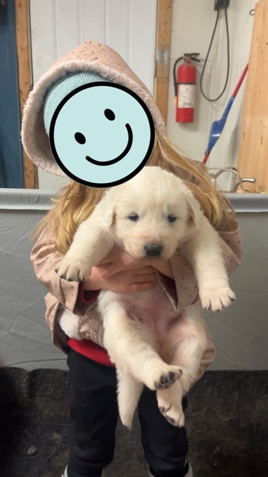 Great Pyrenees / Maremma