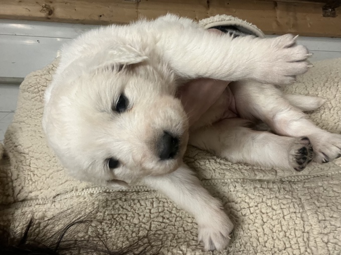 Great Pyrenees / Maremma