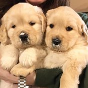 Golden Retrievers