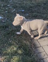 American bully