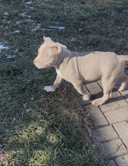American bully