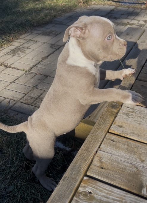 American bully