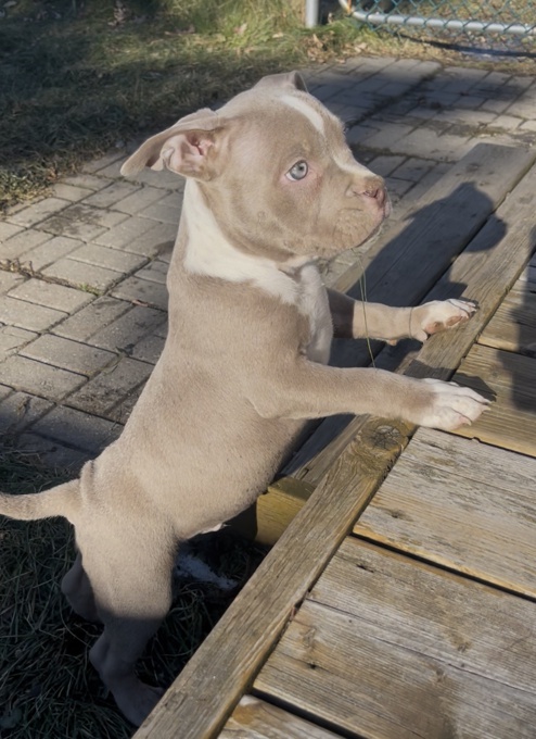 American bully