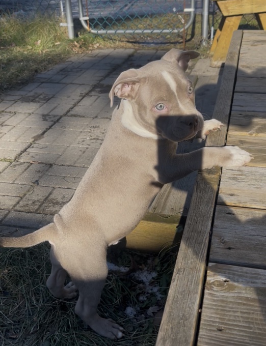 American bully