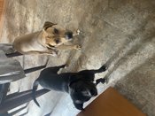 Border Collie/Lab mix