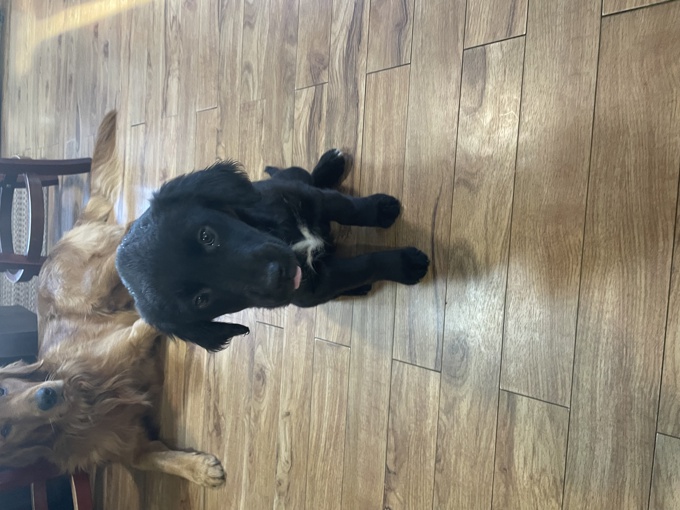 Mini Aussie Shepherd x Golden Retriever