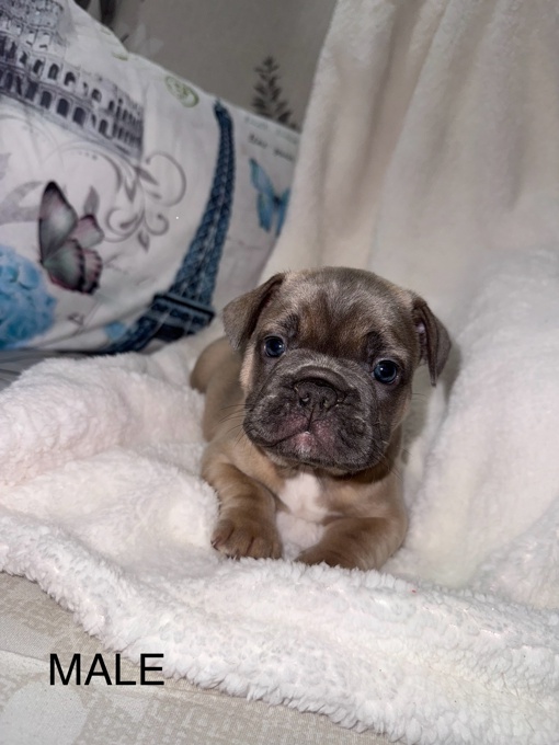 French Bulldog