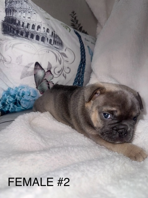 French Bulldog